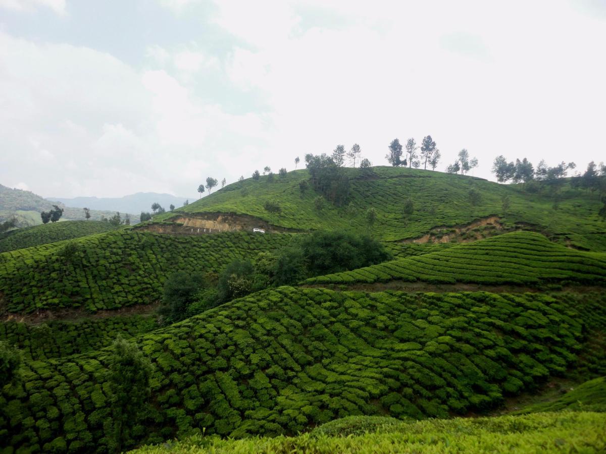 Munnar: Deep Into&nbsp;Nature